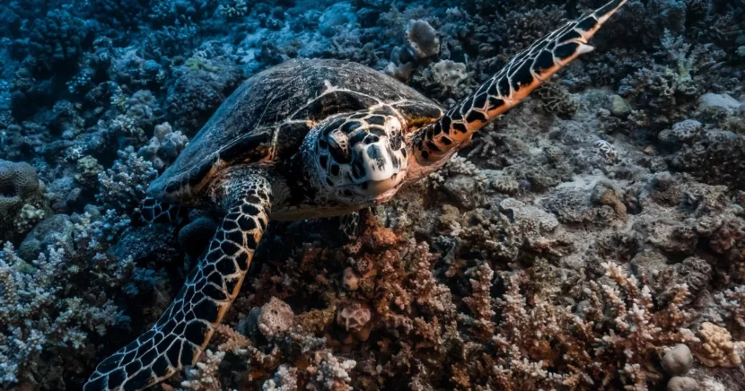 Sea Turtle Swimming Gracefully over Coral Reef Near Turtle Island Greece